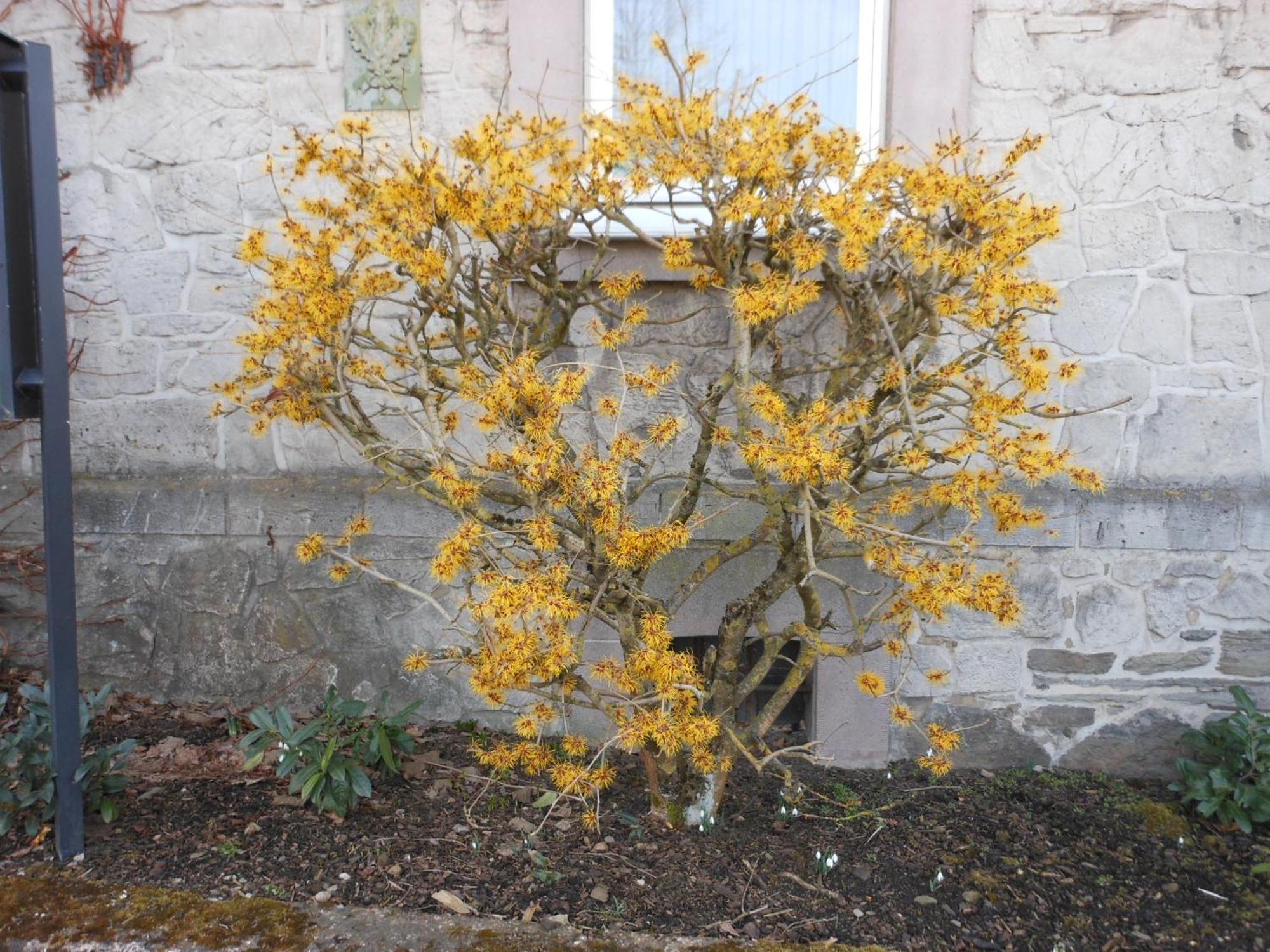 Westfalenhof Garni ヴィリンゲン エクステリア 写真